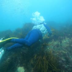 Reiner harvesting in kelp forest