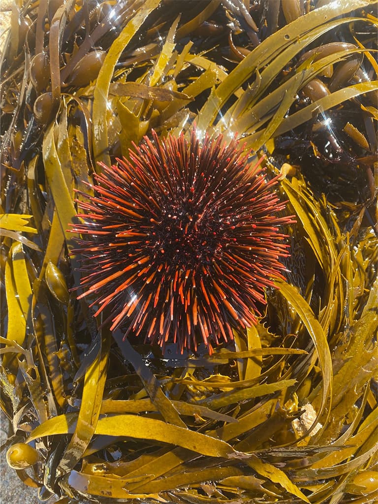 Red Sea Urchin