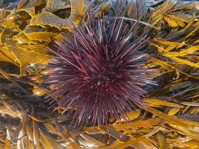 Black Sea Urchin