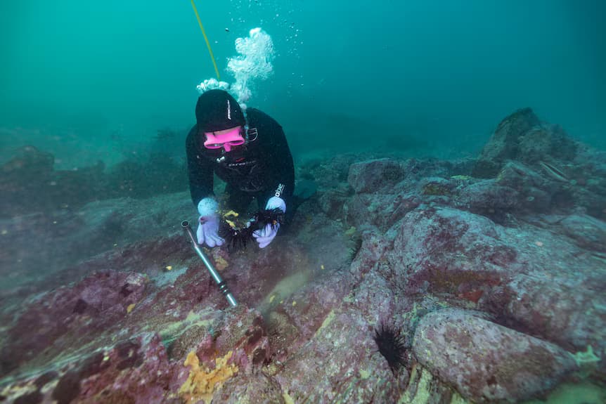 Reiner diving for wild catch