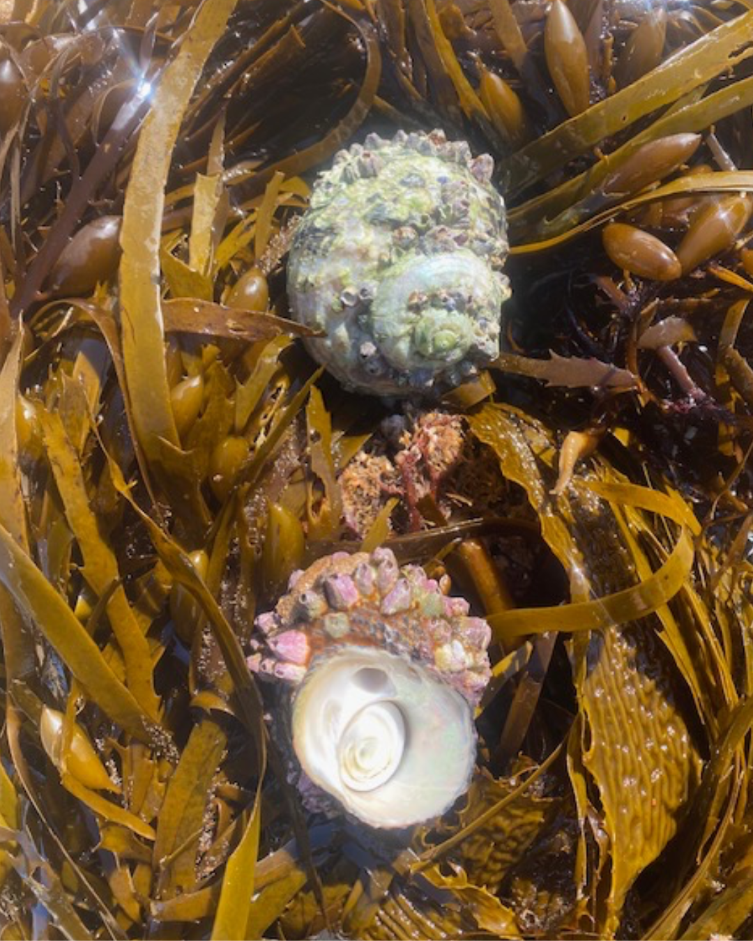 Turban Shells - Fresh Wild-Caught Australian Seafood | Wilderness Wild ...